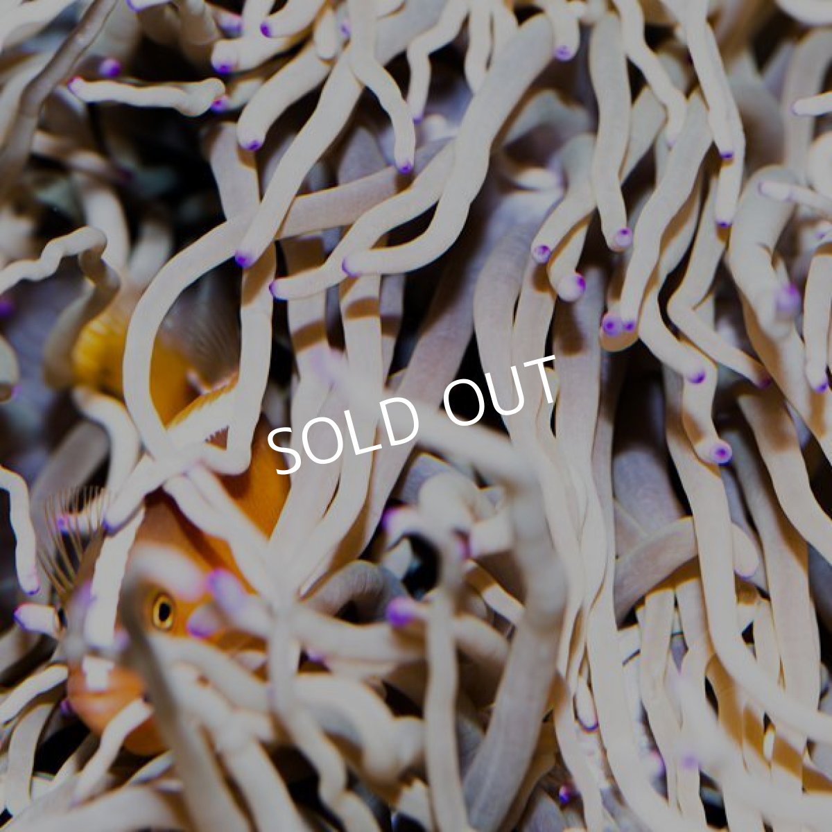 画像2: シライトイソギンチャク ロング  沖縄 (2)