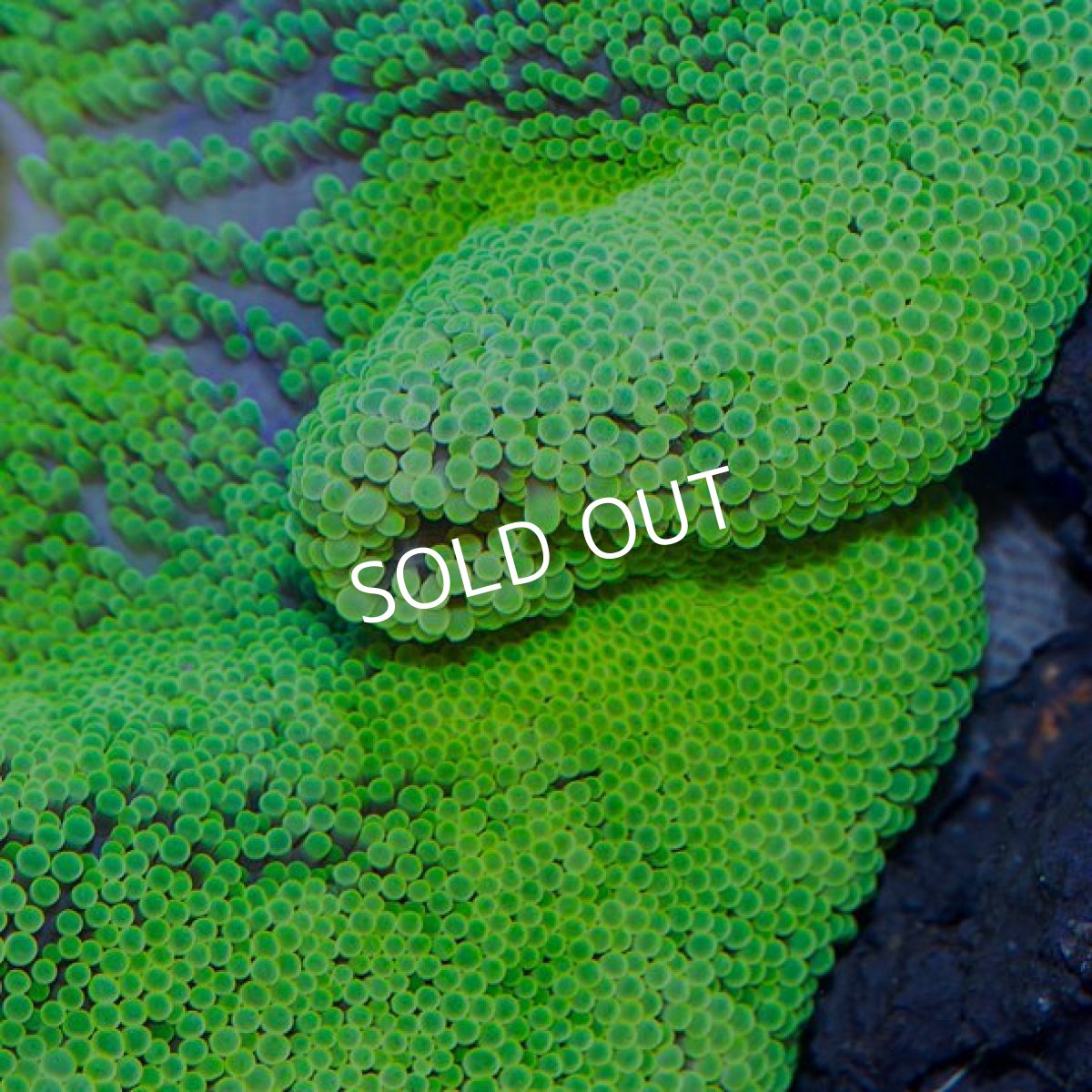 画像3: イボハタゴイソギンチャク　メタリックグリーン L  (3)