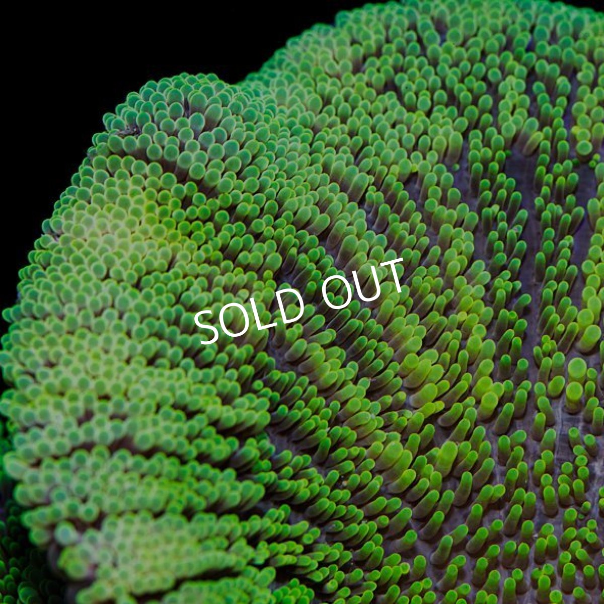 画像3: イボハタゴイソギンチャク　メタリックグリーン LL (3)