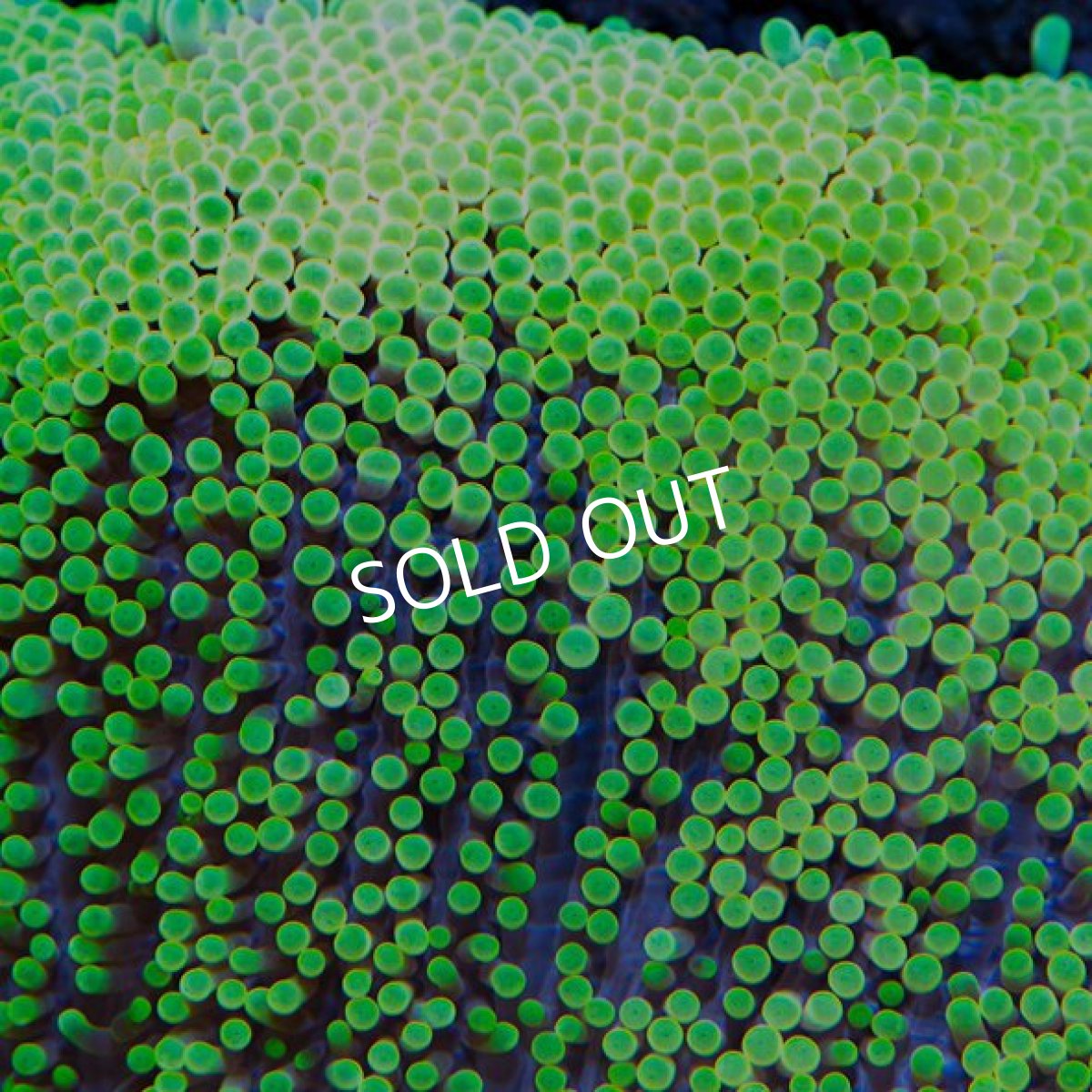 画像2: イボハタゴイソギンチャク　メタリックグリーン L  (2)