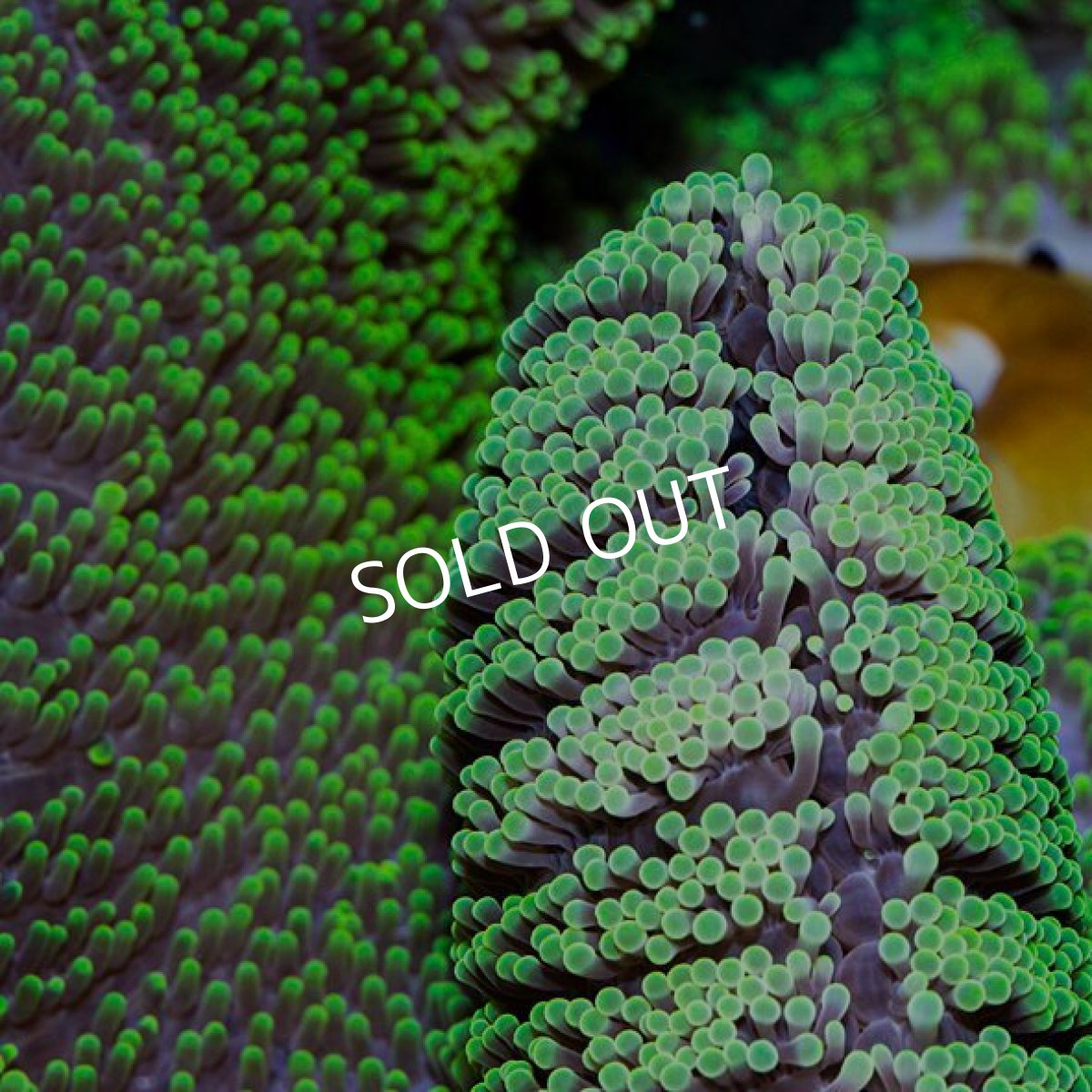 画像2: イボハタゴイソギンチャク　メタリックグリーン LL (2)