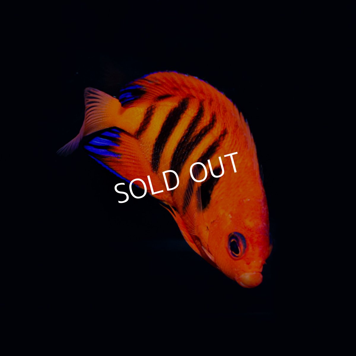 画像2: ▫️SALE▫️フレームエンゼル No.2 (2)