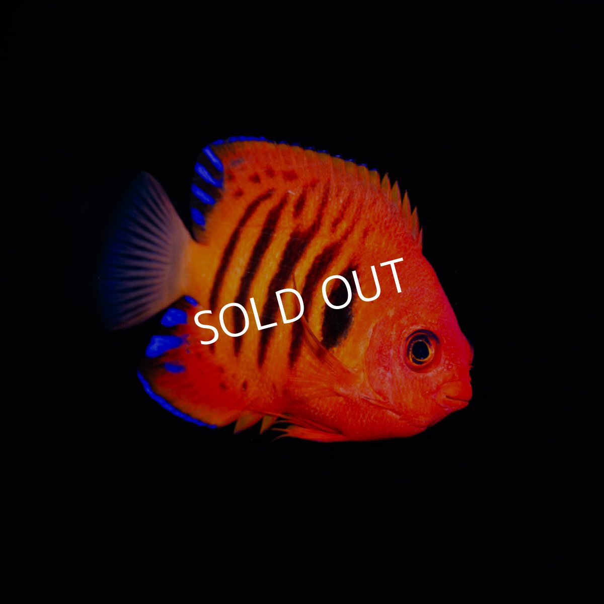 画像2: ▫️SALE▫️フレームエンゼル No.1 (2)