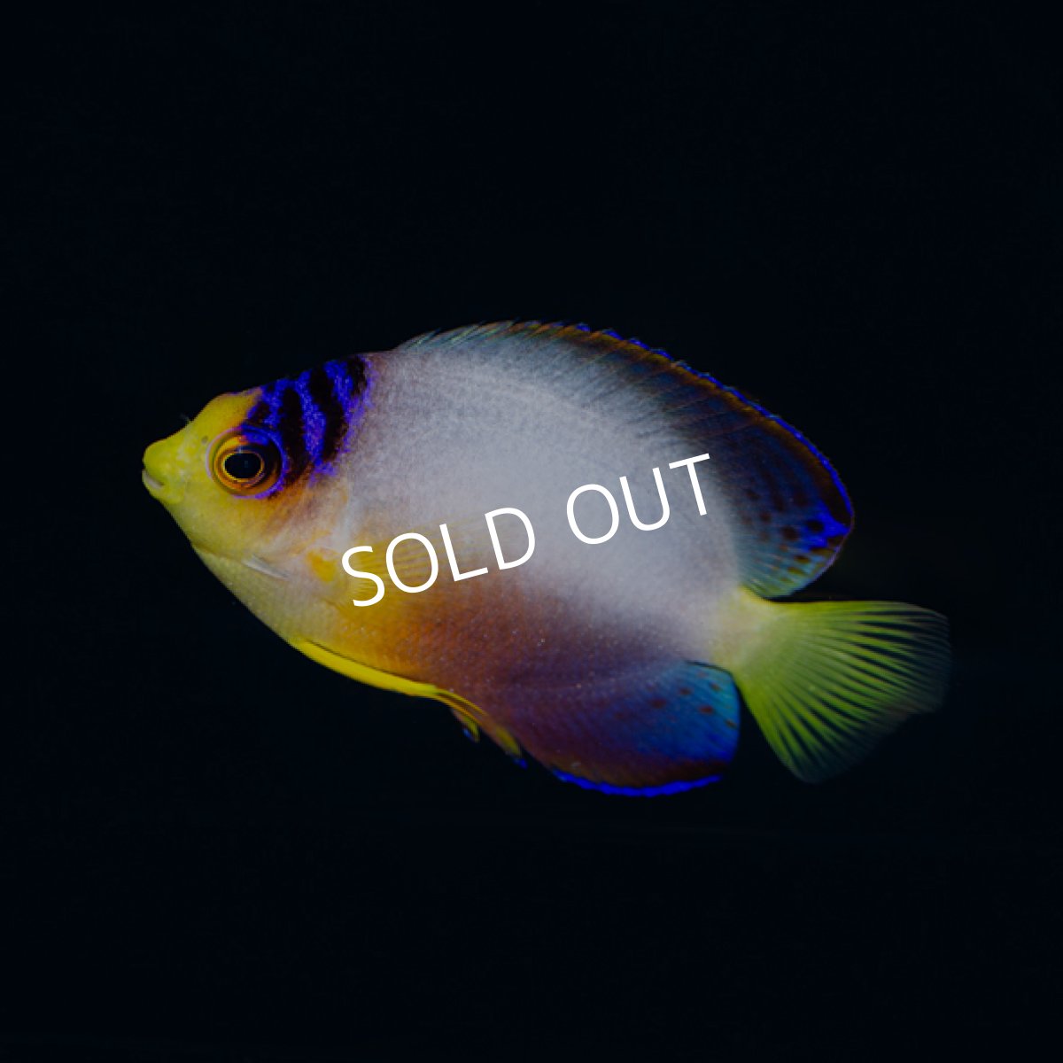 画像2: ▫️SALE▫️マルチカラーピグミーエンゼル (2)