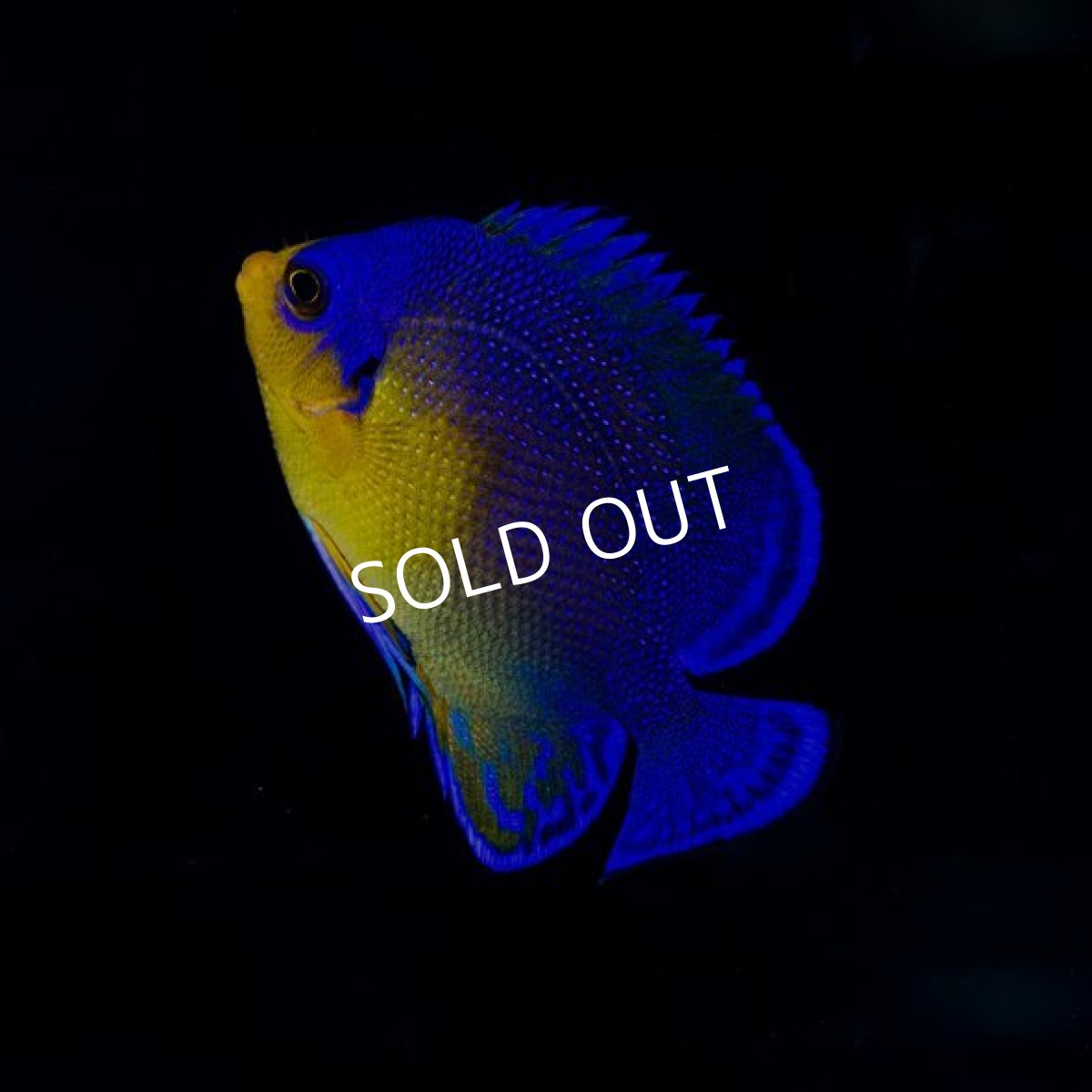 画像2: スミレヤッコ M 八重山産 (2)