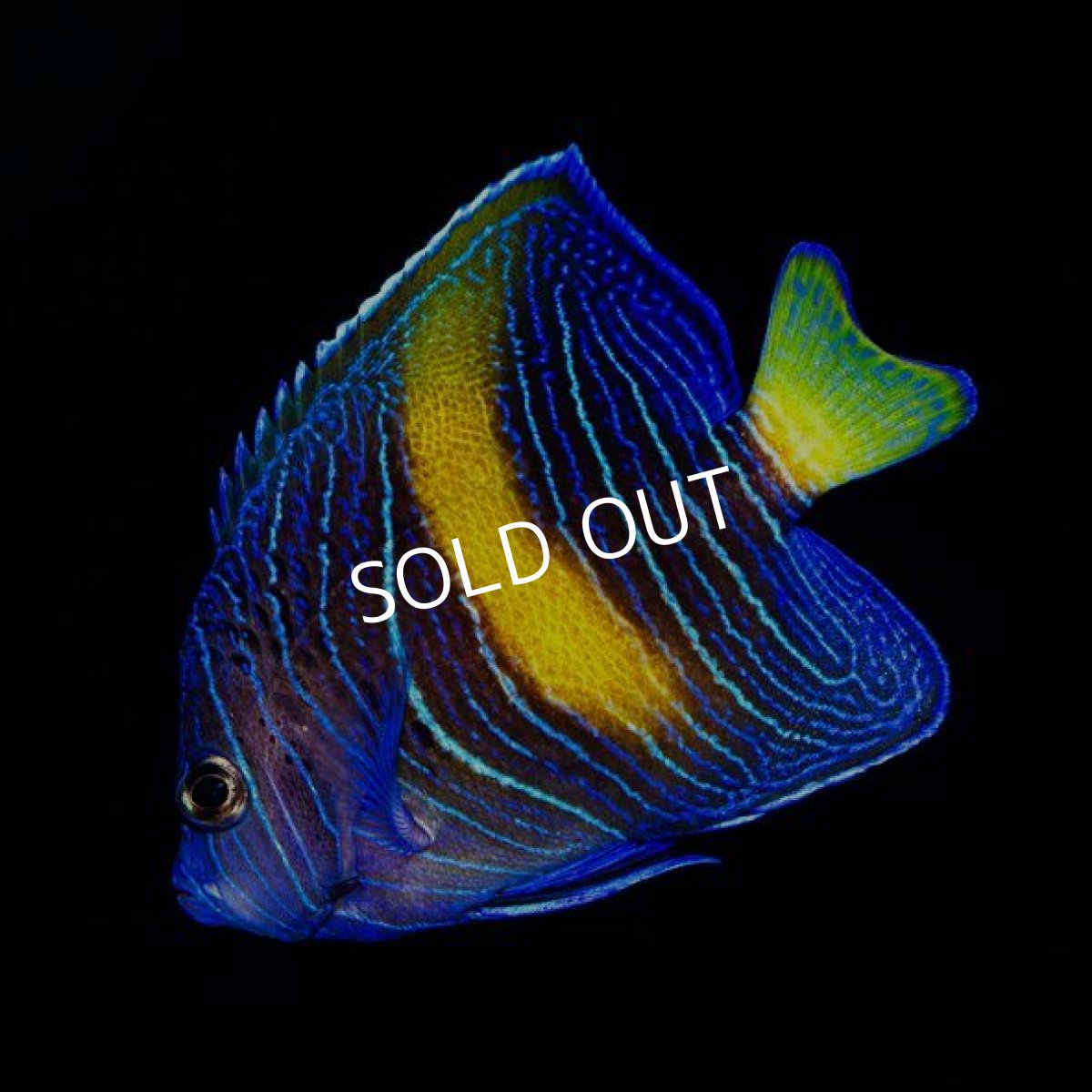 画像2: ▫️SALE▫️マクロス　幼魚　紅海 (2)