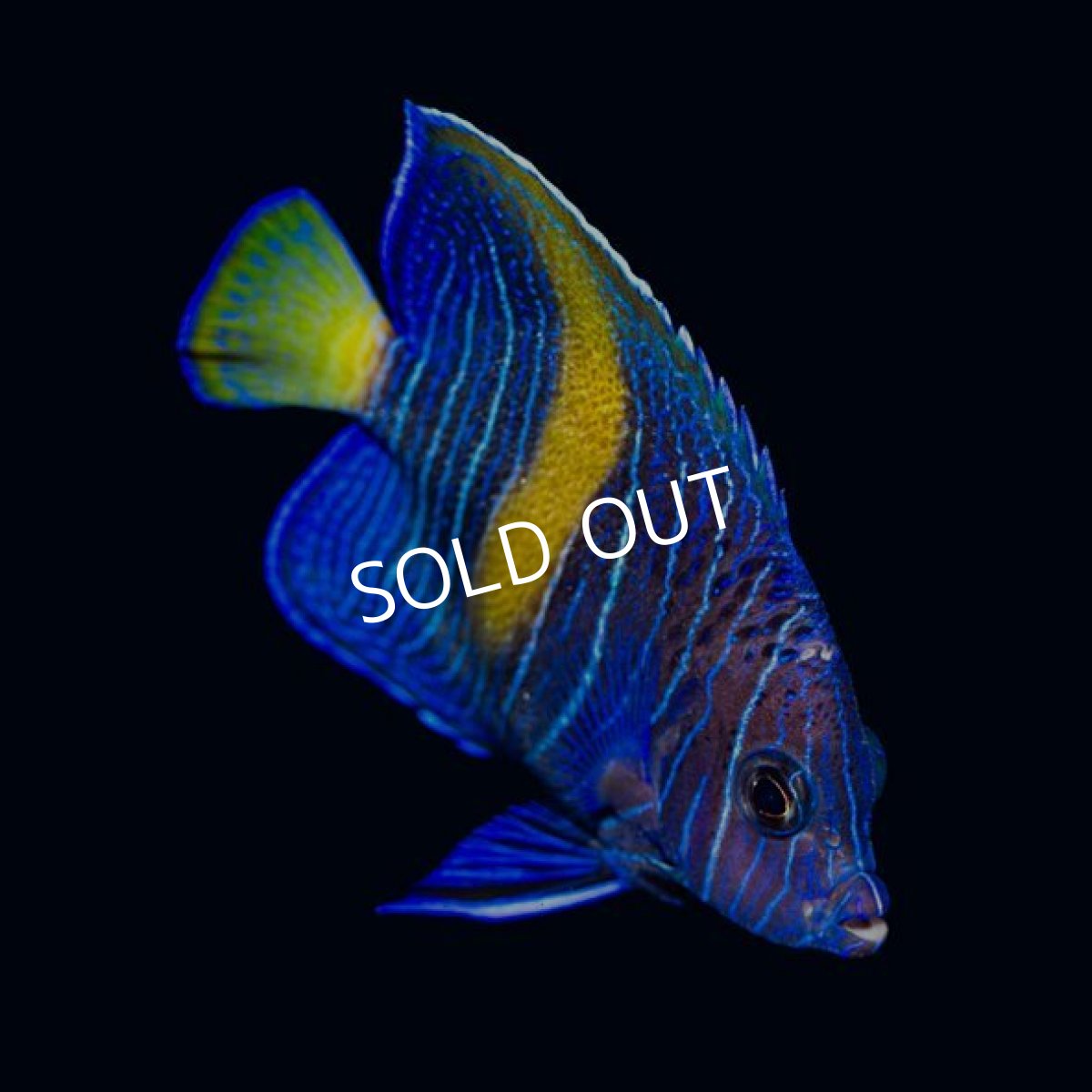 画像3: ▫️SALE▫️マクロス　幼魚　紅海 (3)