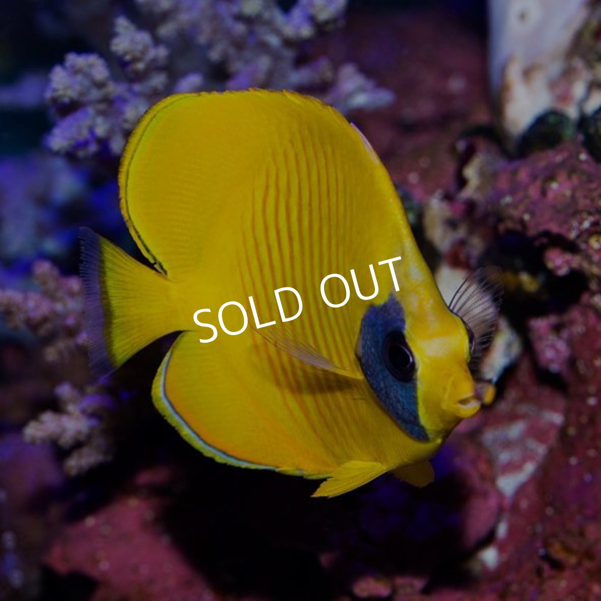 画像2: ■SALE■ゴールデンバタフライ No.2 (2)