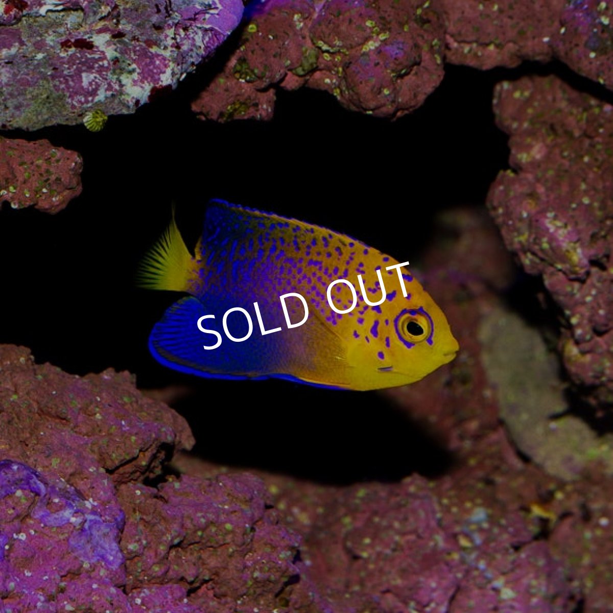 画像3: レンテンヤッコ SM No.1 (3)