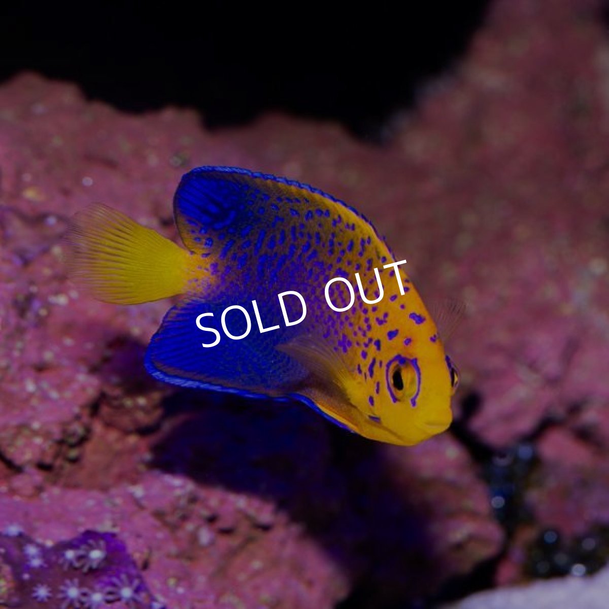 画像2: レンテンヤッコ SM No.1 (2)