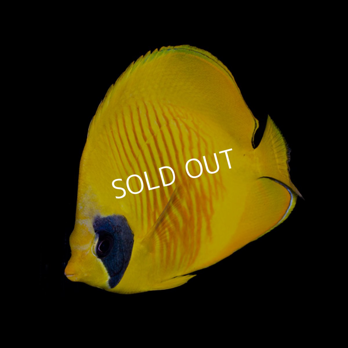 画像2: ■SALE■ゴールデンバタフライ No.5 (2)