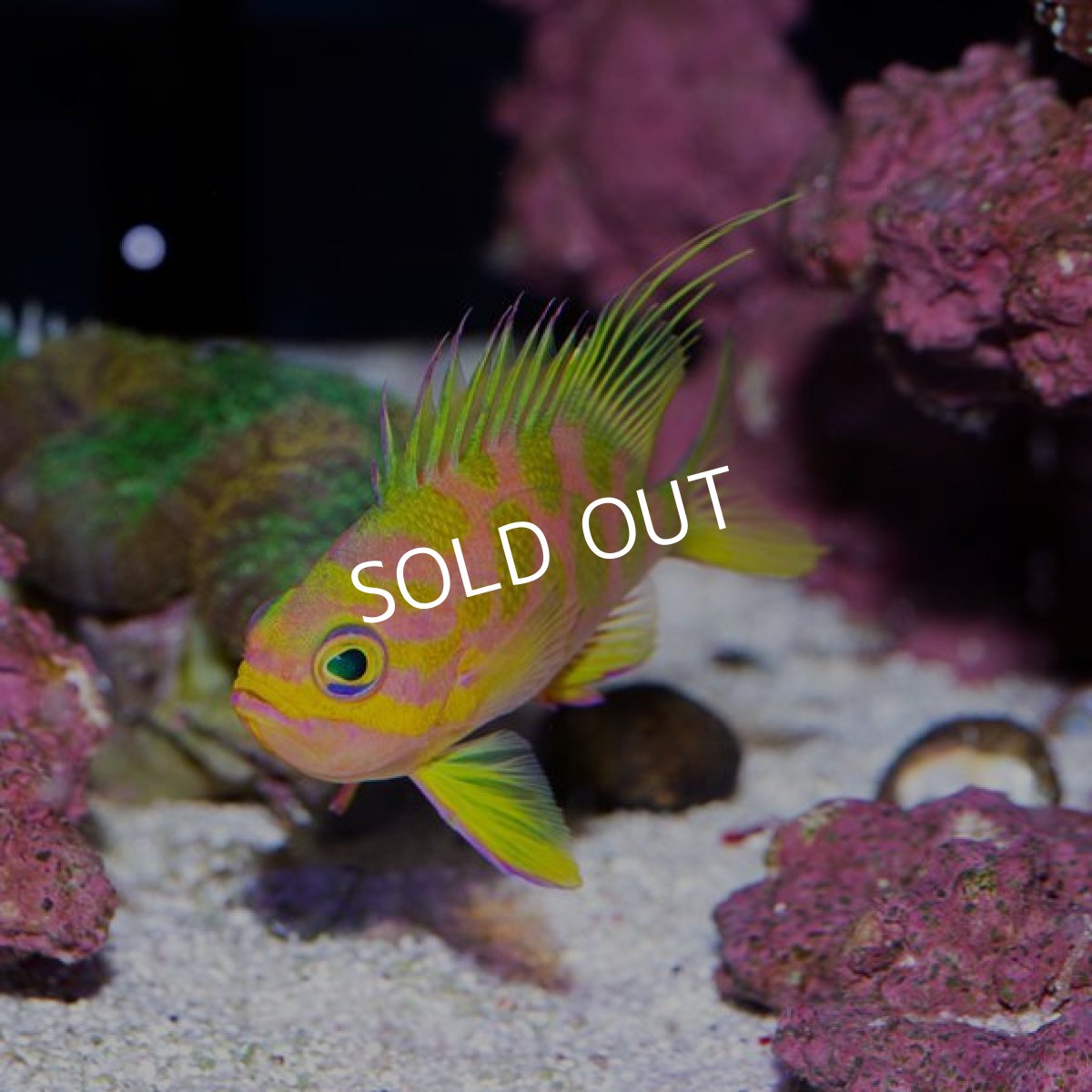 画像2: ■SALE■ マダラハナダイ (2)