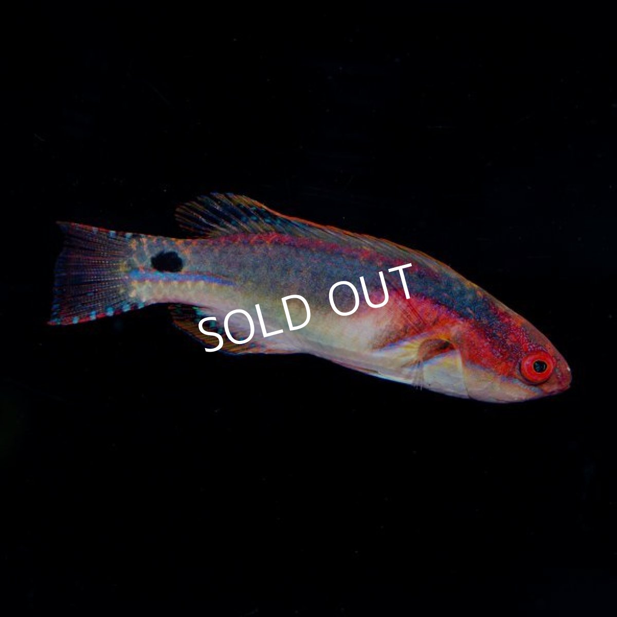 画像2: ▫️SALE▫️エクスクイジットラス (2)