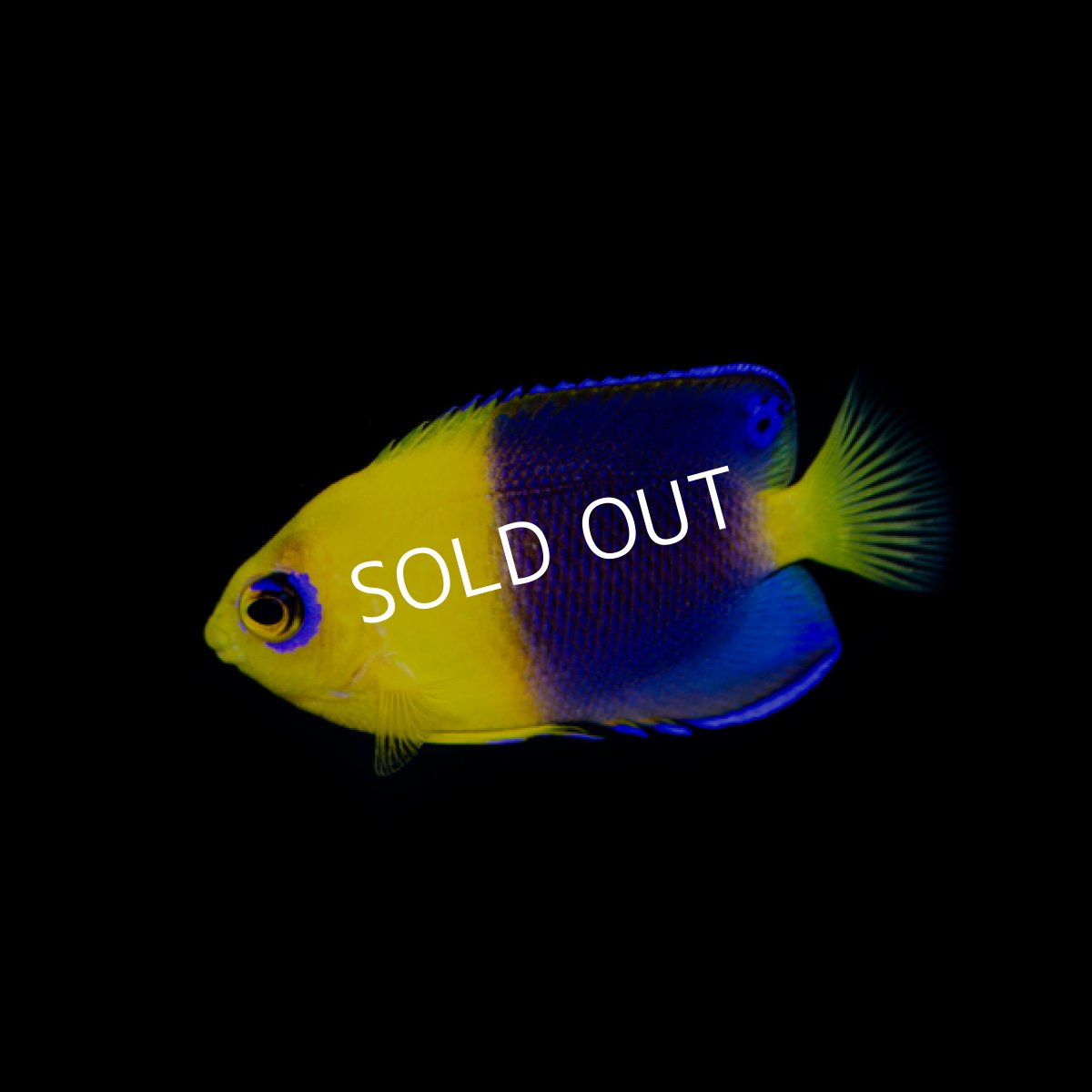 画像2: ココスピグミーエンゼル (2)