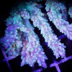 画像3: ■SALE■ IF Acropora Ultra No.82 (3)