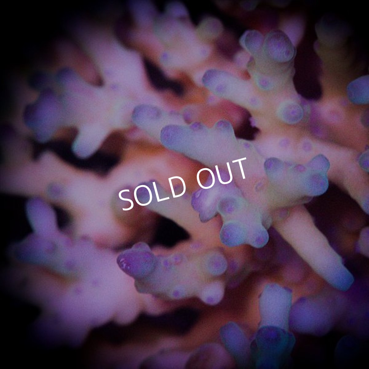 画像3: ■SALE■ IF Acropora Ultra No.87 (3)