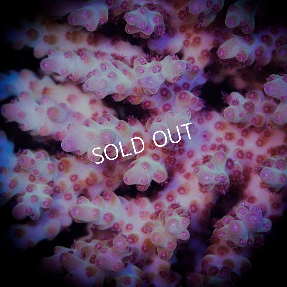 画像3: ■SALE■ IF Acropora Ultra No.88 (3)