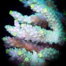 画像3: ■SALE■ IF Acropora Ultra No.79 (3)