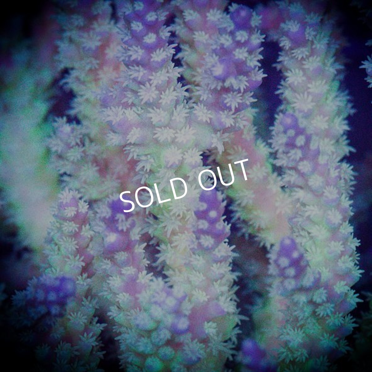 画像3: ■SALE■ IF Acropora Ultra No.78 (3)