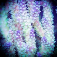 画像3: ■SALE■ IF Acropora Ultra No.78 (3)