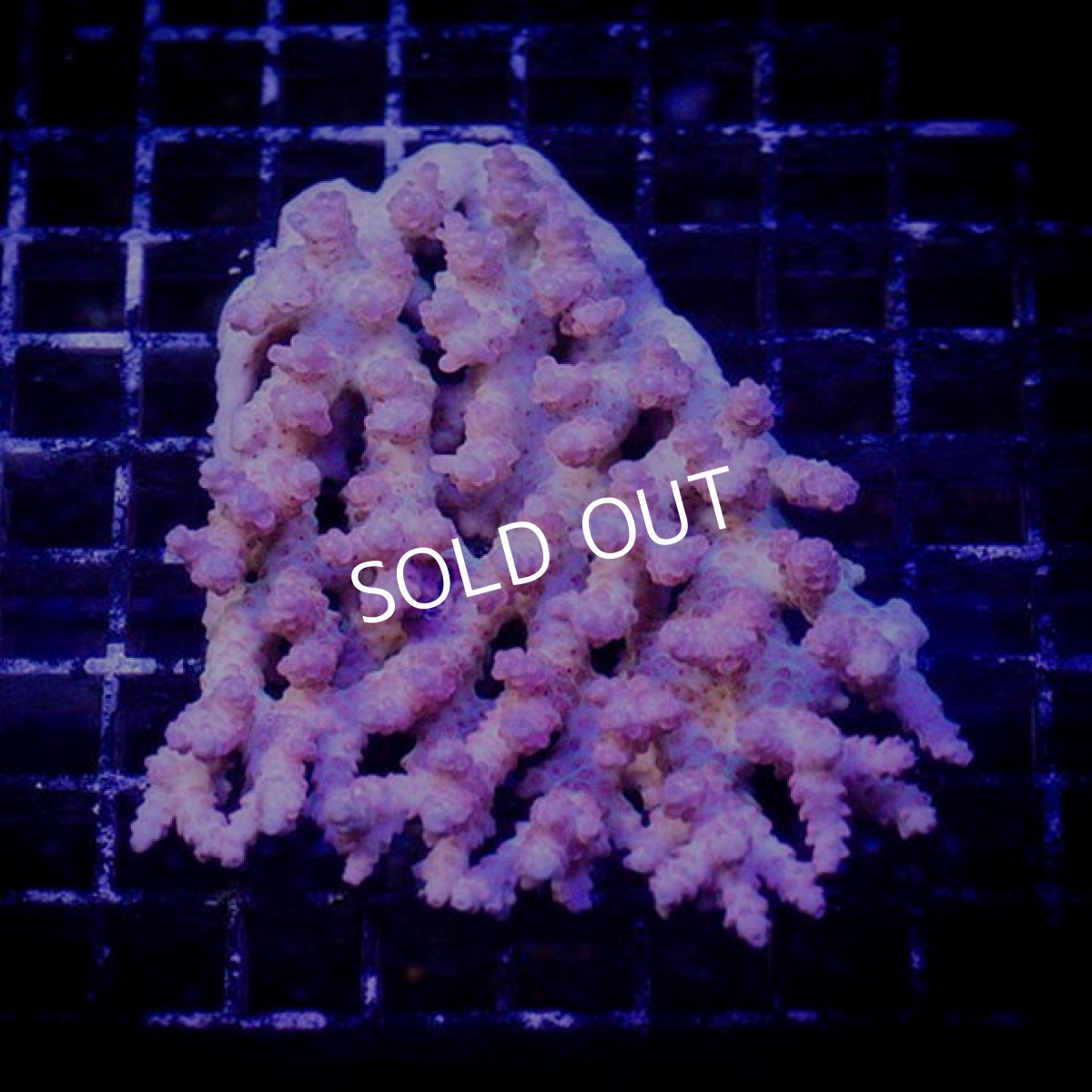 画像2: ■SALE■ IF Acropora Ultra No.88 (2)