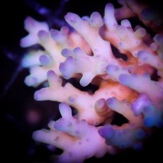 画像2: ■SALE■ IF Acropora Ultra No.87 (2)