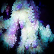 画像2: ■SALE■ IF Acropora Ultra No.83 (2)