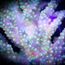 画像2: ■SALE■ IF Acropora Ultra No.89 (2)