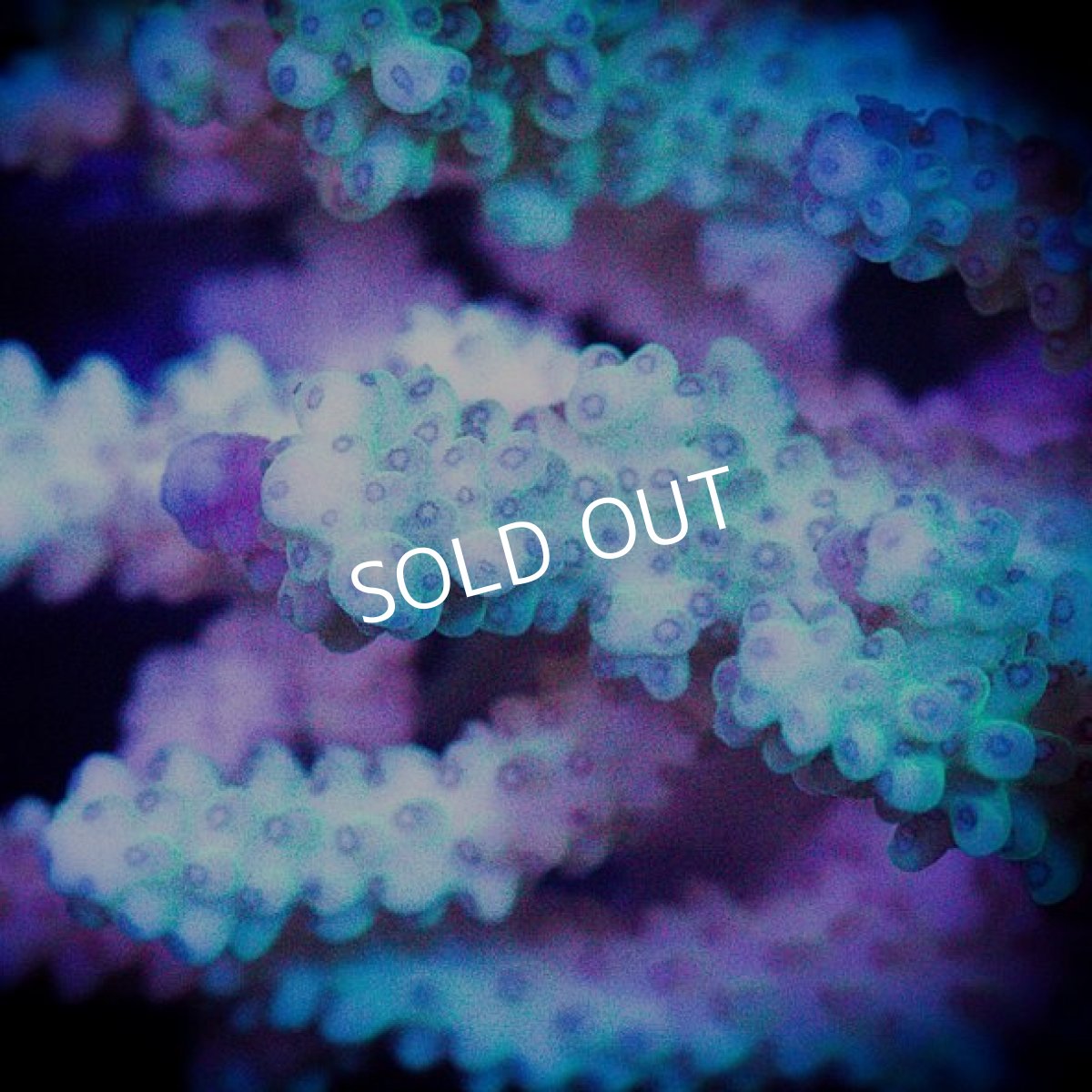 画像2: ■SALE■ IF Acropora Ultra No.77 (2)