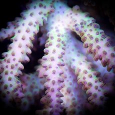 画像2: ■SALE■ IF Acropora Ultra No.85 (2)