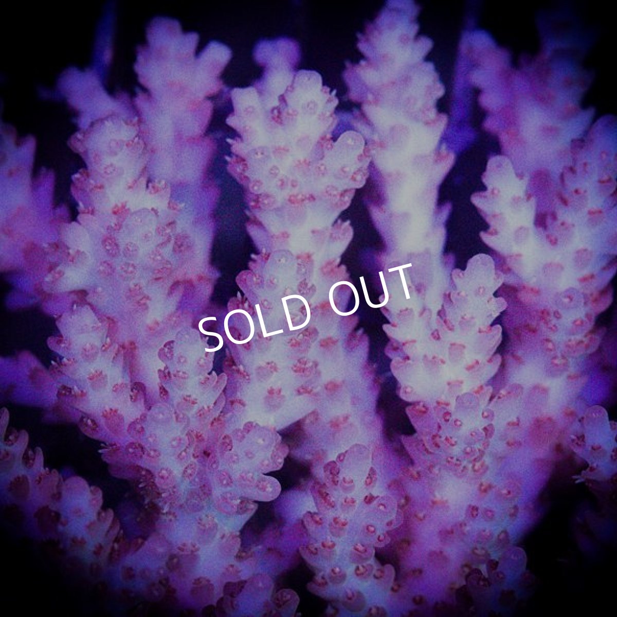 画像3: ■SALE■ IF Acropora Ultra No.80 (3)