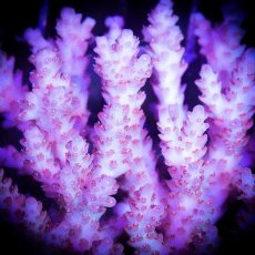 画像3: ■SALE■ IF Acropora Ultra No.80 (3)