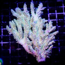 画像1: ■SALE■ IF Acropora Ultra No.89 (1)