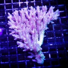 画像1: ■SALE■ IF Acropora Ultra No.80 (1)