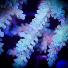 画像3: ■SALE■ IF Acropora Ultra No.81 (3)