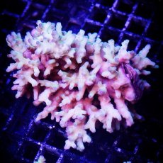 画像1: ■SALE■ IF Acropora Ultra No.87 (1)