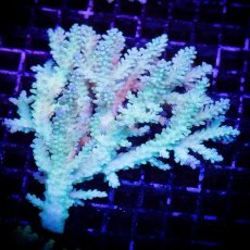 画像1: ■SALE■ IF Acropora Ultra No.81 (1)