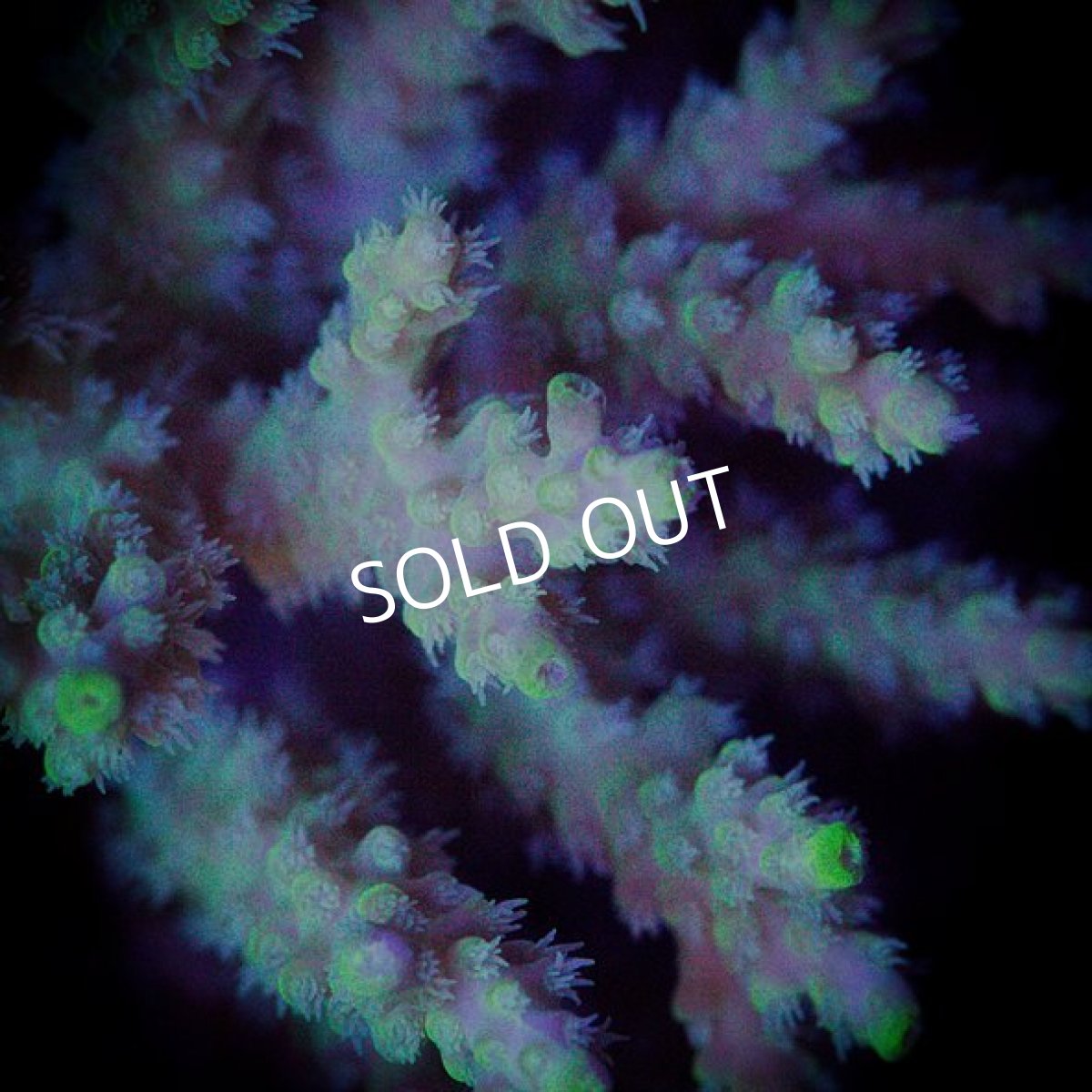 画像2: ■SALE■ IF Acropora Ultra No.86 (2)