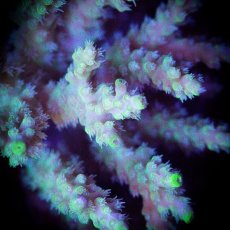 画像2: ■SALE■ IF Acropora Ultra No.86 (2)