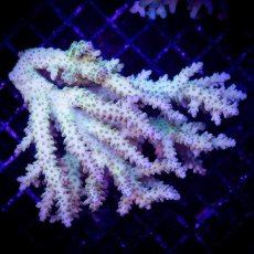 画像1: ■SALE■ IF Acropora Ultra No.85 (1)