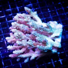 画像1: ■SALE■ IF Acropora Ultra No.77 (1)