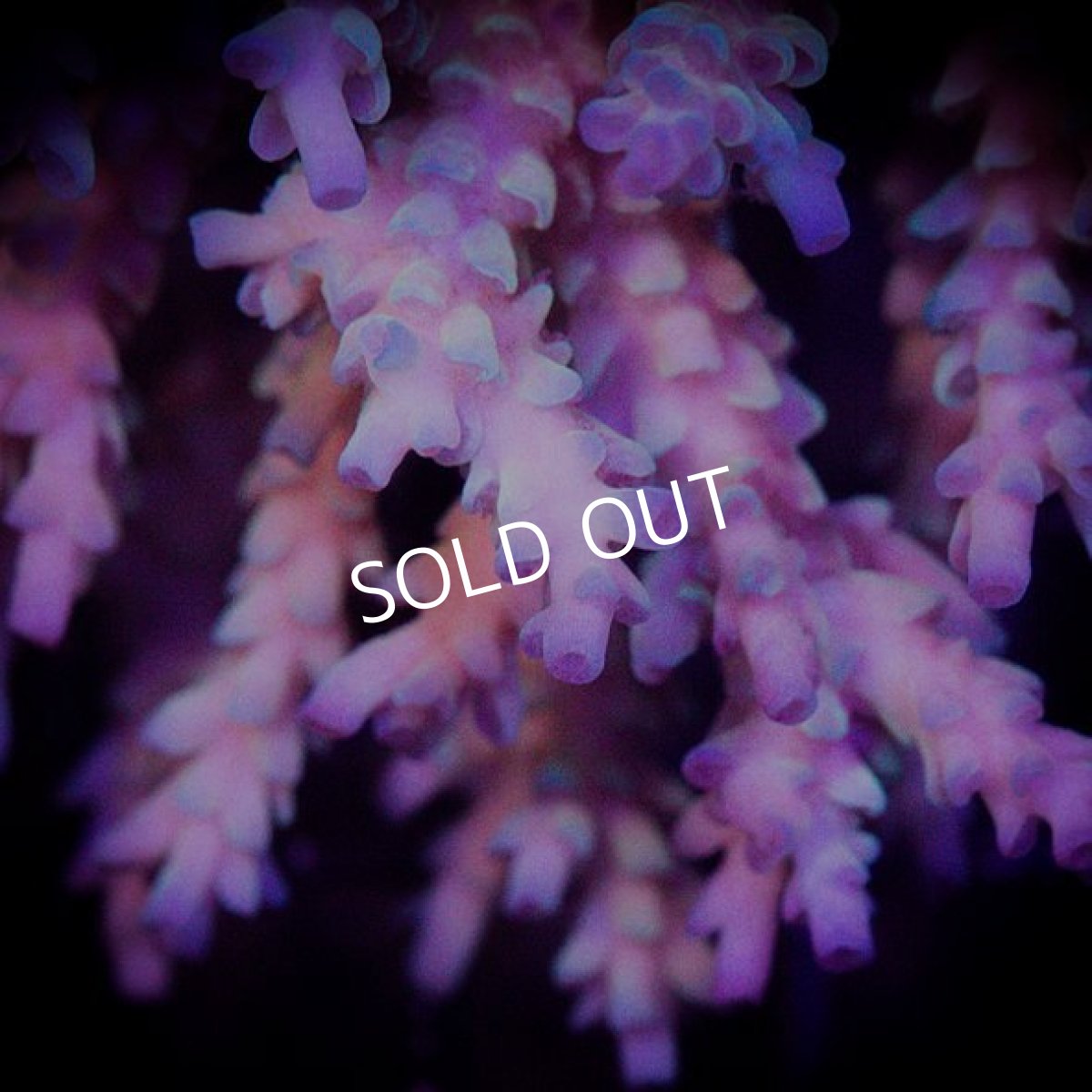 画像3: ■SALE■ IF Acropora Ultra No.84 (3)