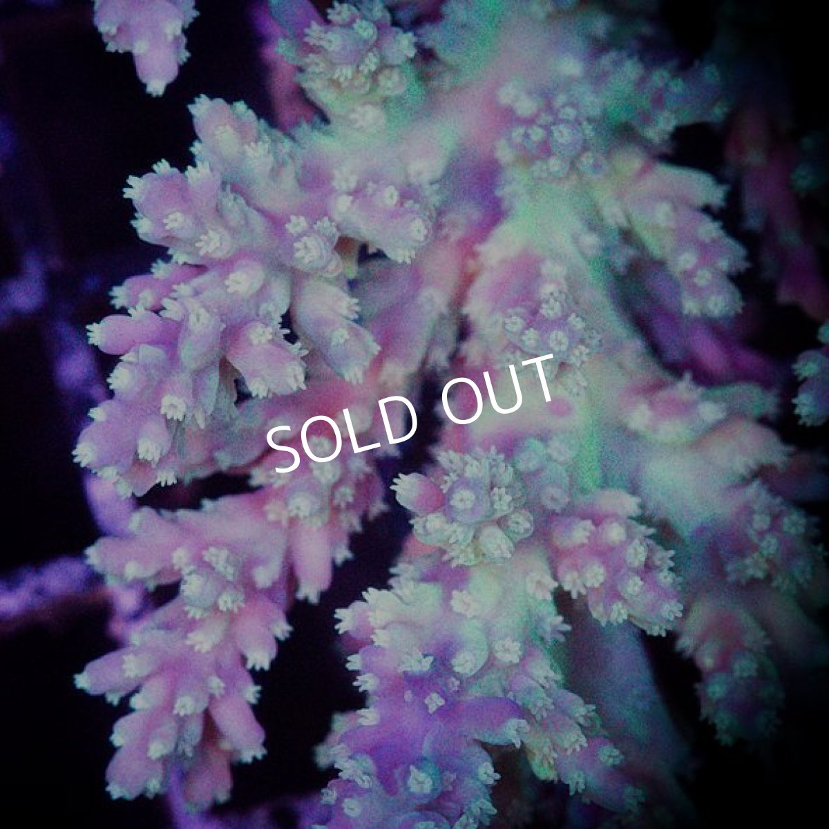 画像4: ■SALE■ IF Acropora Ultra No.82 (4)