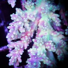 画像4: ■SALE■ IF Acropora Ultra No.82 (4)