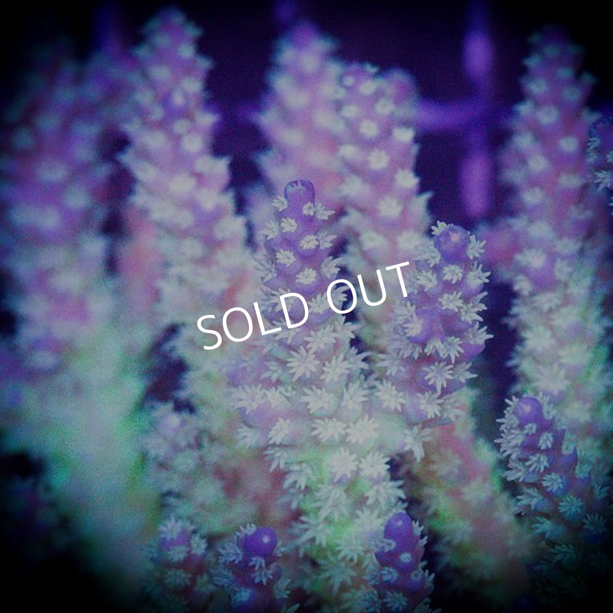 画像2: ■SALE■ IF Acropora Ultra No.78 (2)