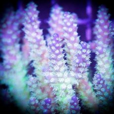 画像2: ■SALE■ IF Acropora Ultra No.78 (2)