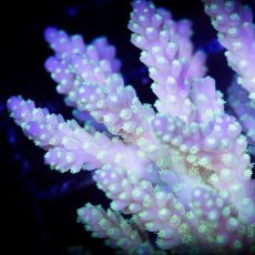 画像3: ■SALE■ IF Acropora Ultra No.89 (3)