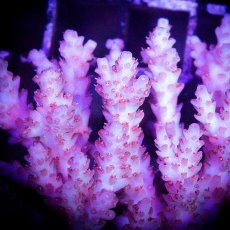 画像2: ■SALE■ IF Acropora Ultra No.80 (2)