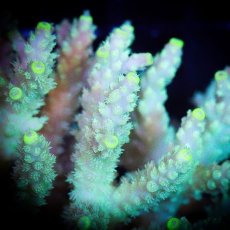 画像2: ■SALE■ IF Acropora Ultra No.79 (2)