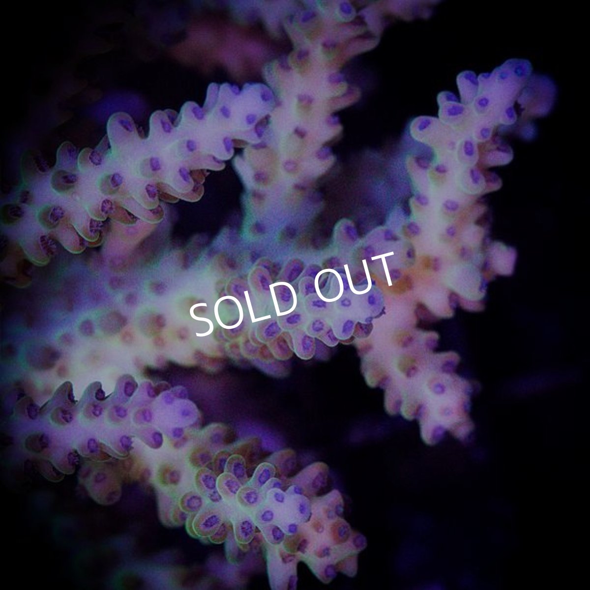 画像3: ■SALE■ IF Acropora Ultra No.85 (3)